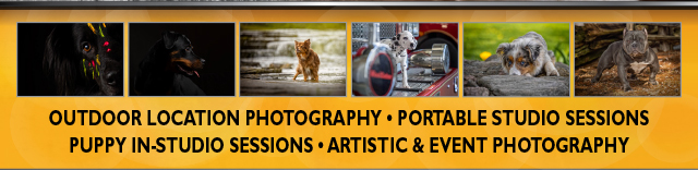 Pet and Dog Photography